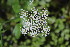  ( - EDNA23-0064951)  @11 [ ] NonCommercial ShareAlike (2023) Markus Ruhsam Royal Botanic Garden Edinburgh