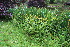  (Agrimonia procera - EDNA23-0064952)  @11 [ ] NonCommercial ShareAlike (2023) Markus Ruhsam Royal Botanic Garden Edinburgh