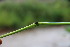  (Schedonorus giganteus - EDNA23-0064957)  @11 [ ] NonCommercial ShareAlike (2023) Markus Ruhsam Royal Botanic Garden Edinburgh