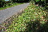  (Geranium versicolor - EDNA23-0064968)  @11 [ ] NonCommercial ShareAlike (2023) Markus Ruhsam Royal Botanic Garden Edinburgh