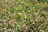  (Trocdaris verticillatum - EDNA23-0064970)  @11 [ ] NonCommercial ShareAlike (2023) Markus Ruhsam Royal Botanic Garden Edinburgh