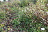  (Galeopsis bifida - EDNA23-0064982)  @11 [ ] NonCommercial ShareAlike (2023) Markus Ruhsam Royal Botanic Garden Edinburgh