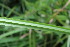  (Scirpus sylvaticus - EDNA23-0064983)  @11 [ ] NonCommercial ShareAlike (2023) Markus Ruhsam Royal Botanic Garden Edinburgh