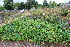  (Persicaria nepalensis - EDNA23-0064986)  @11 [ ] NonCommercial ShareAlike (2023) Markus Ruhsam Royal Botanic Garden Edinburgh