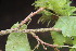  (Corylus colurna - EDNA23-0064988)  @11 [ ] NonCommercial ShareAlike (2023) Markus Ruhsam Royal Botanic Garden Edinburgh