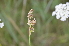  (Juncus pallidus - EDNA24-0067017)  @11 [ ] CreativeCommons Attribution NonCommercial ShareAlike (2024) Markus Ruhsam Royal Botanic Garden, Edinburgh