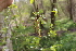  (Betula pubescens - EDNA21-0060773)  @11 [ ] CreativeCommons Attribution NonCommercial ShareAlike (2021) Markus Ruhsam Royal Botanic Garden, Edinburgh