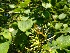 (Cornus sanguinea - EDNA20-0060113)  @11 [ ] CreativeCommons Attribution NonCommercial ShareAlike (2021) Zoe Goodwin Royal Botanic Garden, Edinburgh