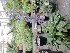  (Salvia pratensis - EDNA22-0062980)  @11 [ ] CreativeCommons - Attribution Share-Alike (2024) Jose Ignacio Marquez-Corro Royal Botanic Gardens, Kew