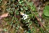  (Cotoneaster integrifolius - EDNA23-0064697)  @11 [ ] CreativeCommons - Attribution Share-Alike (2023) Jose Ignacio Marquez-Corro Royal Botanic Gardens, Kew