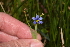  (Sisyrinchium bermudianum - EDNA23-0064700)  @11 [ ] CreativeCommons - Attribution Share-Alike (2023) Unspecified Royal Botanic Gardens, Kew