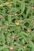  (Inula salicina - EDNA23-0064704)  @11 [ ] CreativeCommons - Attribution Share-Alike (2023) Jose Ignacio Marquez-Corro Royal Botanic Gardens, Kew