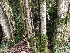  (Leptogium hibernicum - EDNA21-0060820)  @11 [ ] NonCommercial ShareAlike (2023) (2023) Rebecca Yahr Royal Botanic Garden Edinburgh