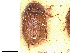 (Phaleria rotundata - BIOUG80123-A05)  @11 [ ] CreativeCommons - Attribution (2022) CBG Photography Group Centre for Biodiversity Genomics