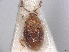  (Atomaria marginicollis anchicera - BIOUG80123-G02)  @11 [ ] CreativeCommons - Attribution (2022) CBG Photography Group Centre for Biodiversity Genomics