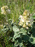  (Hedysarum grandiflorum - CCDB-24805-D03)  @11 [ ] CreativeCommons - Attribution Non-Commercial Share-Alike (2015) Evgeny Zibzeev Central Ciberian Botanical Garden