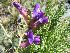  (Oxytropis trichophysa - CCDB-24814-F06)  @11 [ ] CreativeCommons - Attribution Non-Commercial Share-Alike (2015) Evgeny Zibzeev Central Ciberian Botanical Garden