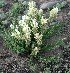  (Oxytropis muricata - CCDB-24814-F09)  @11 [ ] CreativeCommons - Attribution Non-Commercial Share-Alike (2015) Evgeny Zibzeev Central Ciberian Botanical Garden