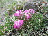  (Oxytropis stenophylla - CCDB-24814-H12)  @11 [ ] CreativeCommons - Attribution Non-Commercial Share-Alike (2015) Evgeny Zibzeev Central Ciberian Botanical Garden