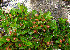  (Salix nummularia - CCDB-24817-A06)  @11 [ ] CreativeCommons - Attribution Non-Commercial Share-Alike (2015) Evgeny Zibzeev Central Ciberian Botanical Garden