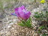  (Oxytropis triphylla - CCDB-24817-B01)  @11 [ ] CreativeCommons - Attribution Non-Commercial Share-Alike (2015) Evgeny Zibzeev Central Ciberian Botanical Garden