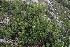  (Betula fruticosa - CCDB-24817-D05)  @11 [ ] CreativeCommons - Attribution Non-Commercial Share-Alike (2015) Evgeny Zibzeev Central Ciberian Botanical Garden
