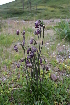  (Gastrolychnis - CCDB-24817-D07)  @11 [ ] CreativeCommons - Attribution Non-Commercial Share-Alike (2015) Evgeny Zibzeev Central Ciberian Botanical Garden