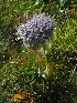  (Sajanella monstrosa - CCDB-24817-D12)  @11 [ ] CreativeCommons - Attribution Non-Commercial Share-Alike (2015) Evgeny Zibzeev Central Ciberian Botanical Garden