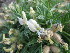  (Oxytropis peschkovae - CCDB-24817-F02)  @11 [ ] CreativeCommons - Attribution Non-Commercial Share-Alike (2015) Evgeny Zibzeev Central Ciberian Botanical Garden