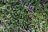  (Salix berberifolia - CCDB-24901-A10)  @11 [ ] CreativeCommons - Attribution Non-Commercial Share-Alike (2015) Evgeny Zibzeev Central Ciberian Botanical Garden