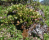  (Bergenia crassifolia - CCDB-24901-B03)  @11 [ ] CreativeCommons - Attribution Non-Commercial Share-Alike (2015) Evgeny Zibzeev Central Ciberian Botanical Garden