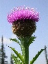  (Stemmacantha carthamoides - CCDB-24901-C02)  @11 [ ] CreativeCommons - Attribution Non-Commercial Share-Alike (2015) Evgeny Zibzeev Central Ciberian Botanical Garden