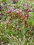 (Saxifraga melaleuca - CCDB-24901-D07)  @11 [ ] CreativeCommons - Attribution Non-Commercial Share-Alike (2015) Evgeny Zibzeev Central Ciberian Botanical Garden