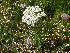  (Schulzia crinita - CCDB-24901-F01)  @11 [ ] CreativeCommons - Attribution Non-Commercial Share-Alike (2015) Evgeny Zibzeev Central Ciberian Botanical Garden