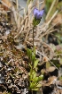  (Gentianella azurea - CCDB-24901-F11)  @11 [ ] CreativeCommons - Attribution Non-Commercial Share-Alike (2015) Evgeny Zibzeev Central Ciberian Botanical Garden