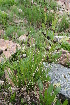  (Carex aterrima - CCDB-24901-H02)  @11 [ ] CreativeCommons - Attribution Non-Commercial Share-Alike (2015) Evgeny Zibzeev Central Ciberian Botanical Garden
