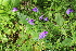  (Viola disjuncta - CCDB-24901-H07)  @11 [ ] CreativeCommons - Attribution Non-Commercial Share-Alike (2015) Evgeny Zibzeev Central Ciberian Botanical Garden