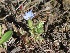  (Gentiana pseudoaquatica - CCDB-24901-H11)  @11 [ ] CreativeCommons - Attribution Non-Commercial Share-Alike (2015) Evgeny Zibzeev Central Ciberian Botanical Garden