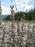  (Myricaria longifolia - CCDB-24903-D03)  @11 [ ] CreativeCommons - Attribution Non-Commercial Share-Alike (2015) Evgeny Zibzeev Central Ciberian Botanical Garden