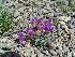  (Oxytropis pumila - CCDB-26259-B08)  @11 [ ] CreativeCommons - Attribution Non-Commercial Share-Alike (2016) Evgeny Zibzeev Central Ciberian Botanical Garden