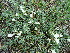  (Astragalus brevifolius - CCDB-26259-C03)  @11 [ ] CreativeCommons - Attribution Non-Commercial Share-Alike (2016) Evgeny Zibzeev Central Ciberian Botanical Garden
