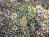  (Astragalus lupulinus - CCDB-26259-C05)  @11 [ ] CreativeCommons - Attribution Non-Commercial Share-Alike (2016) Evgeny Zibzeev Central Ciberian Botanical Garden