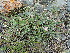  (Astragalus brachybotrys - CCDB-26259-C06)  @11 [ ] CreativeCommons - Attribution Non-Commercial Share-Alike (2016) Evgeny Zibzeev Central Ciberian Botanical Garden
