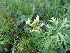  (Oxytropis recognita - CCDB-26259-D08)  @11 [ ] CreativeCommons - Attribution Non-Commercial Share-Alike (2016) Evgeny Zibzeev Central Ciberian Botanical Garden