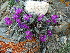  (Oxytropis tragacanthoides - CCDB-26259-D12)  @11 [ ] CreativeCommons - Attribution Non-Commercial Share-Alike (2016) Evgeny Zibzeev Central Ciberian Botanical Garden