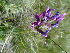  (Oxytropis martjanovii - CCDB-26259-E11)  @11 [ ] CreativeCommons - Attribution Non-Commercial Share-Alike (2016) Evgeny Zibzeev Central Ciberian Botanical Garden