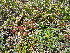  (Astragalus tschuensis - CCDB-26259-F06)  @11 [ ] CreativeCommons - Attribution Non-Commercial Share-Alike (2016) Evgeny Zibzeev Central Ciberian Botanical Garden