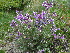  (Oxytropis alpina - CCDB-26259-F11)  @11 [ ] CreativeCommons - Attribution Non-Commercial Share-Alike (2016) Evgeny Zibzeev Central Ciberian Botanical Garden