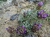  (Astragalus laguroides - CCDB-26259-G04)  @11 [ ] CreativeCommons - Attribution Non-Commercial Share-Alike (2016) Evgeny Zibzeev Central Ciberian Botanical Garden