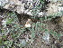  (Astragalus testiculatis - CCDB-26259-G06)  @11 [ ] CreativeCommons - Attribution Non-Commercial Share-Alike (2016) Evgeny Zibzeev Central Ciberian Botanical Garden